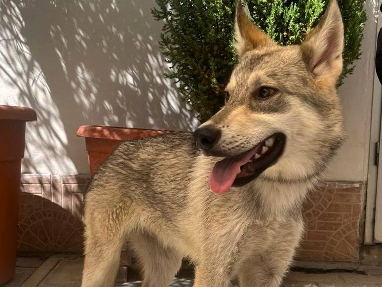 Adotta un cane, maschio, 6 mesi, Milano