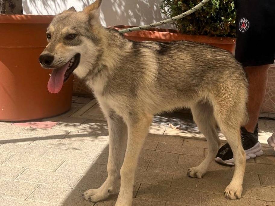 Adotta un cane, taglia media, maschio, Milano