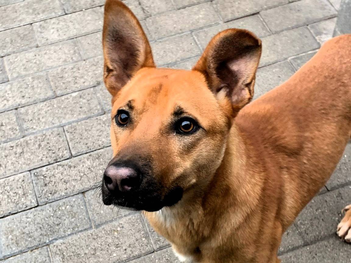 Adotta un cane, maschio, 1 anno e 6 mesi, Milano
