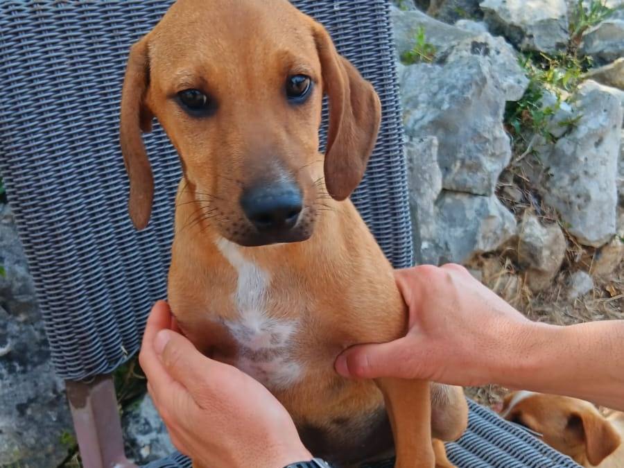 Adozione cane, maschio, Razza sconosciuta Razza sconosciuta, 3 mesi, taglia media contenuta, Latina