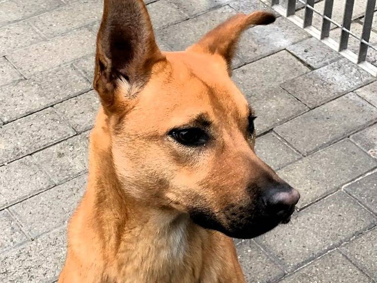 Adotta un cane, taglia media, maschio, Milano