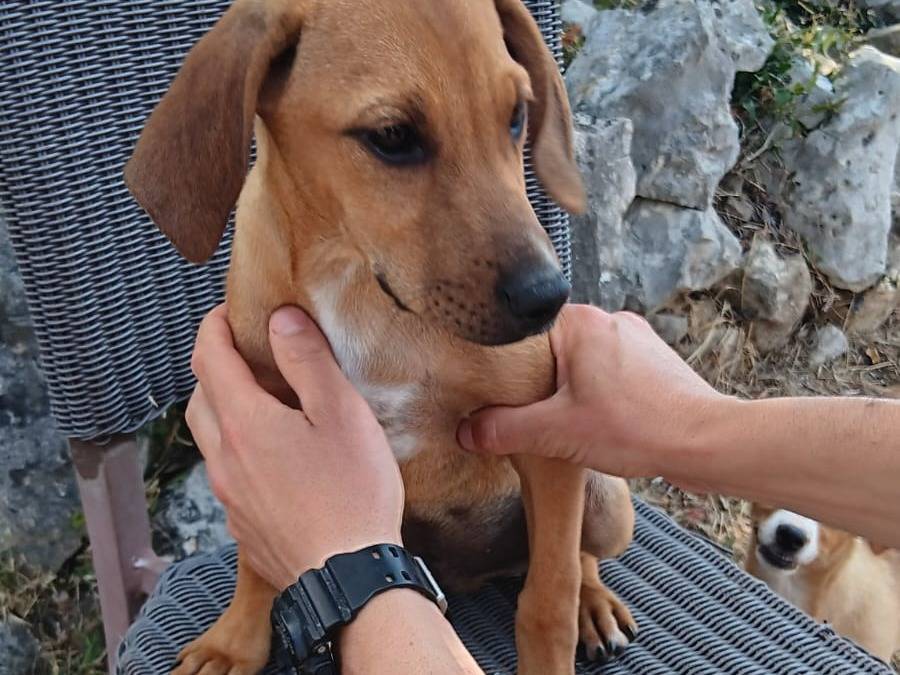 Adotta un cane, maschio, 3 mesi, Latina