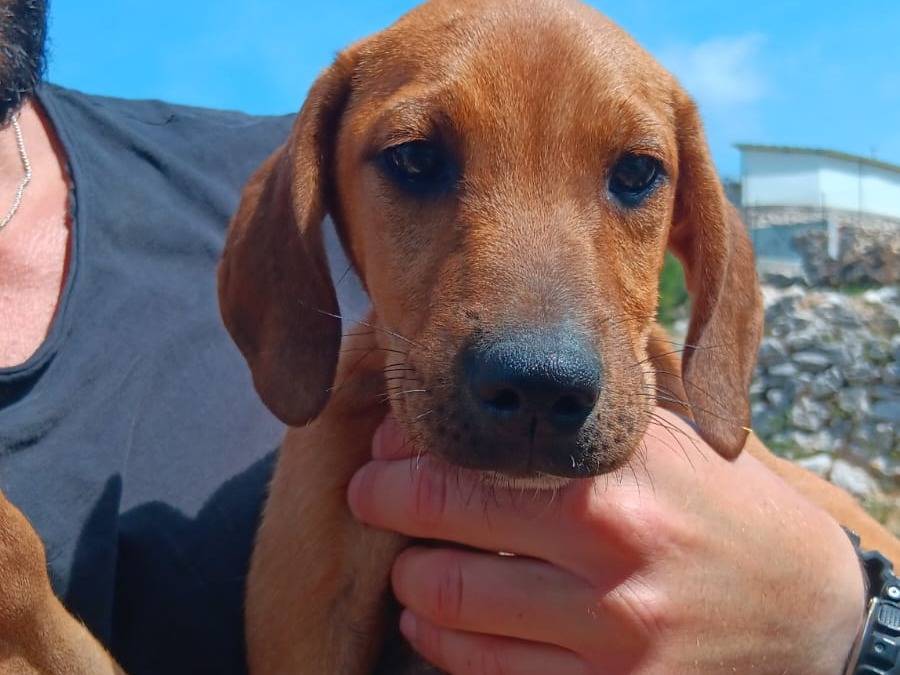 Adotta un cane, taglia media contenuta, maschio, Latina