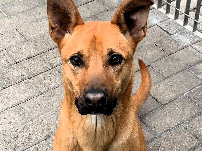 Vuoi adottare un cane a Milano?