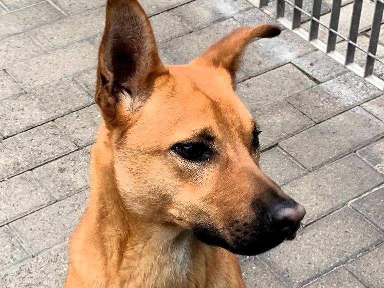 Adotta il cane SIMBA a Milano