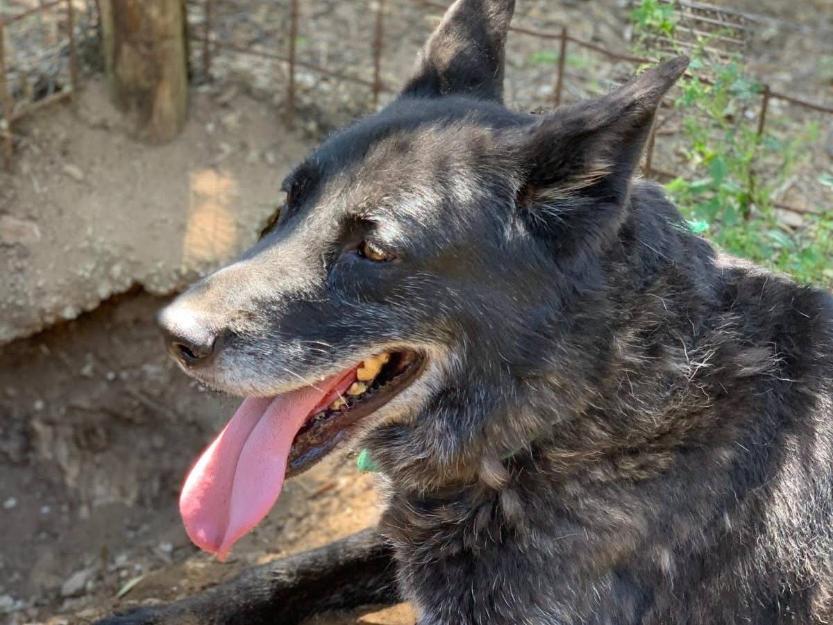 Adotta il cane Lucky a Latina