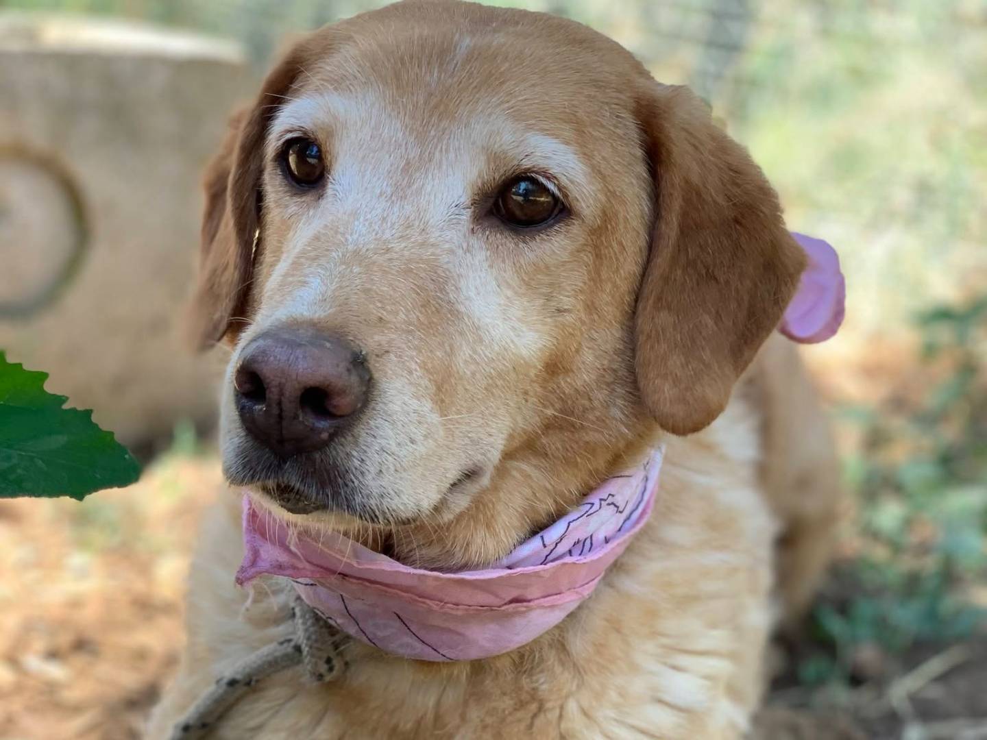 Adozione cane, femmina, Razza sconosciuta Razza sconosciuta, 11 anni, taglia media contenuta, Latina