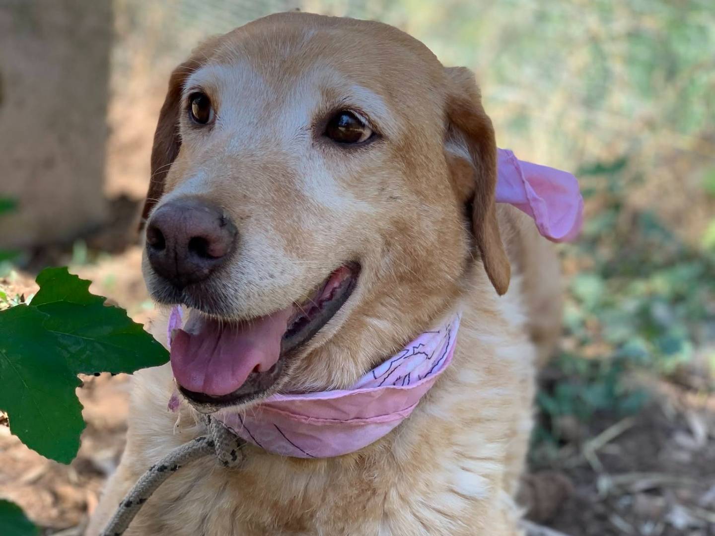 Adotta un cane, femmina, 11 anni, Latina