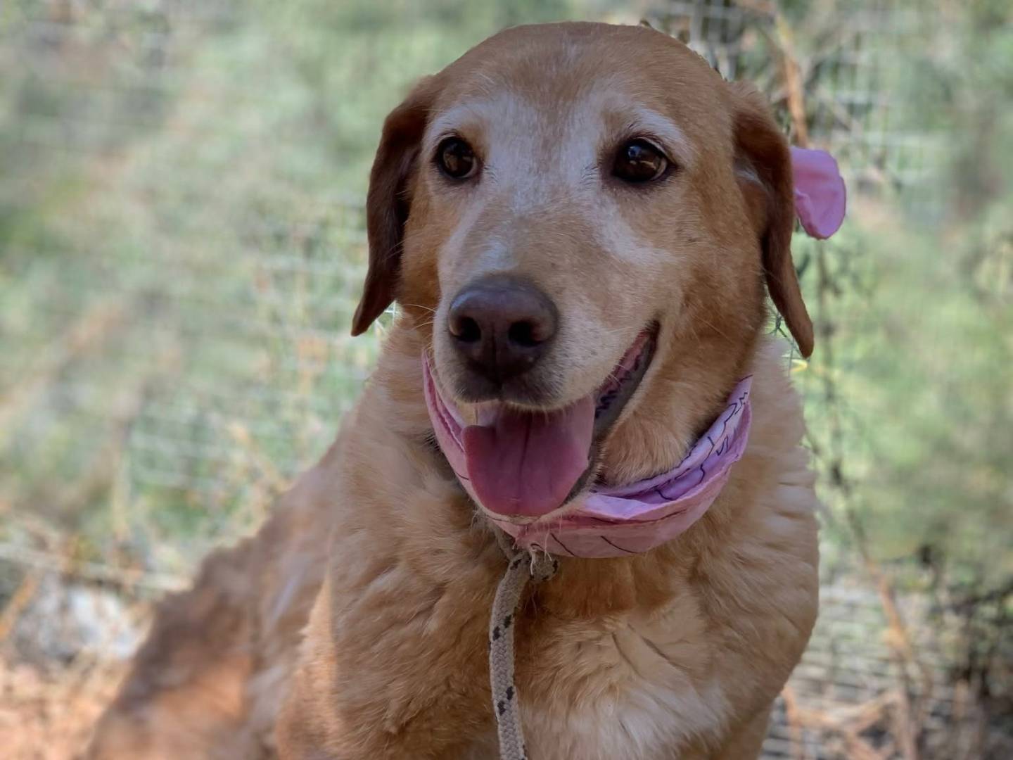 Adotta un cane, taglia media contenuta, femmina, Latina
