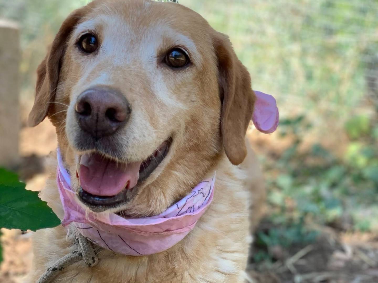 Vuoi adottare un cane a Latina?