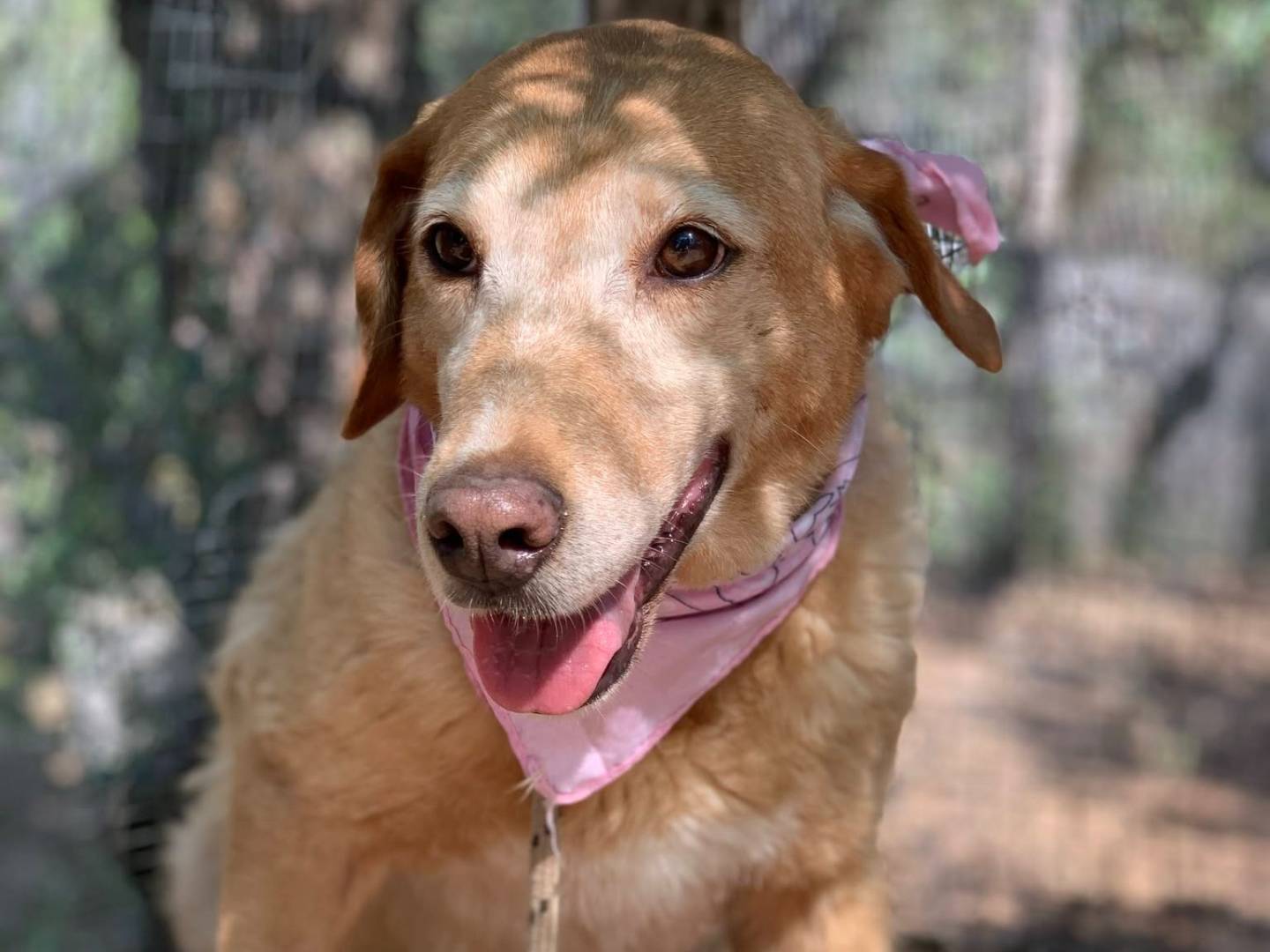 Adotta il cane Hermione a Latina