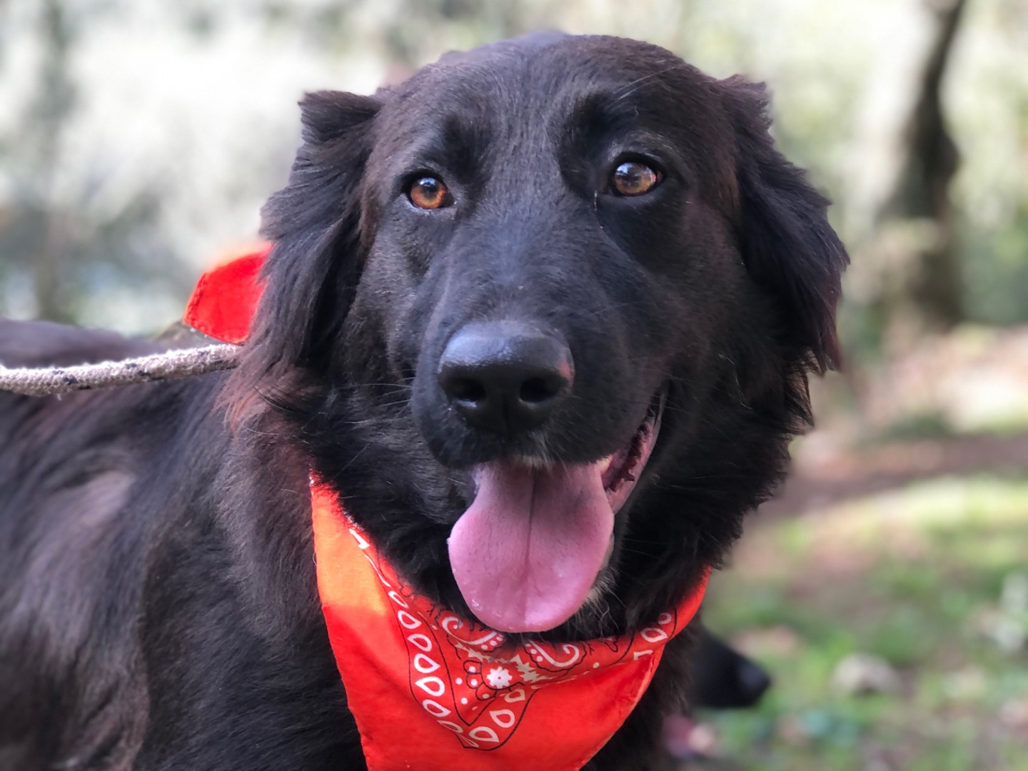 Adozione cane, femmina, Razza sconosciuta Razza sconosciuta, 2 anni e 2 mesi, taglia media, Latina