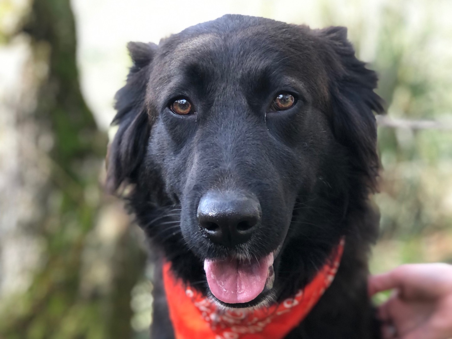 Adotta un cane, femmina, 2 anni e 2 mesi, Latina