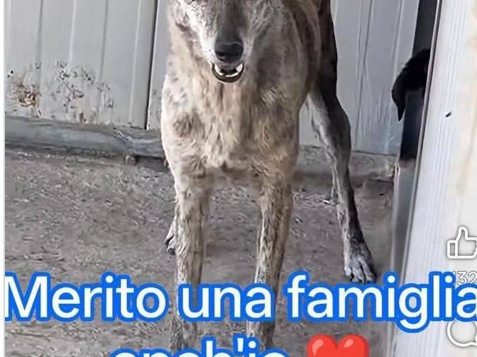 Adozione cane, femmina, Levriero Spagnolo (Galgo) Razza sconosciuta, 7 anni, taglia media, Agrigento