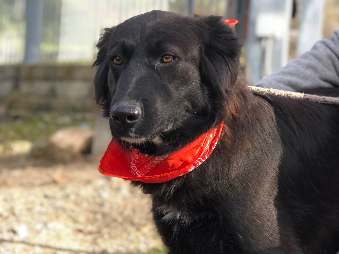 Adotta un cane, taglia media, femmina, Latina