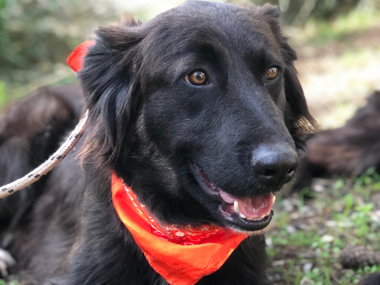 Vuoi adottare un cane a Latina?