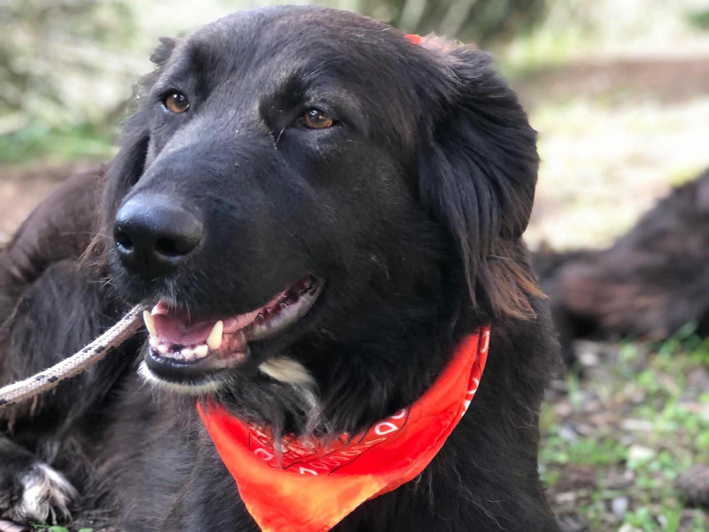 Adotta il cane Ariel a Latina