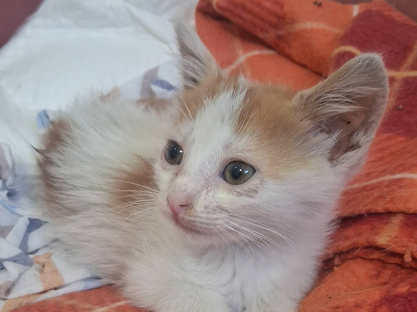 Adotta un gatto, maschio, 2 mesi, Catanzaro