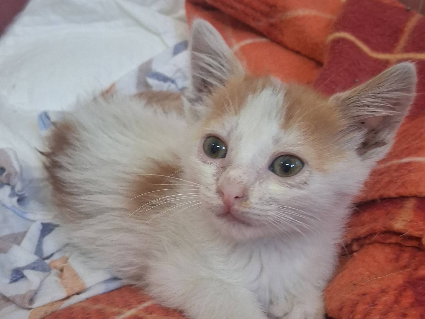Adotta un gatto, taglia non valida, maschio, Catanzaro