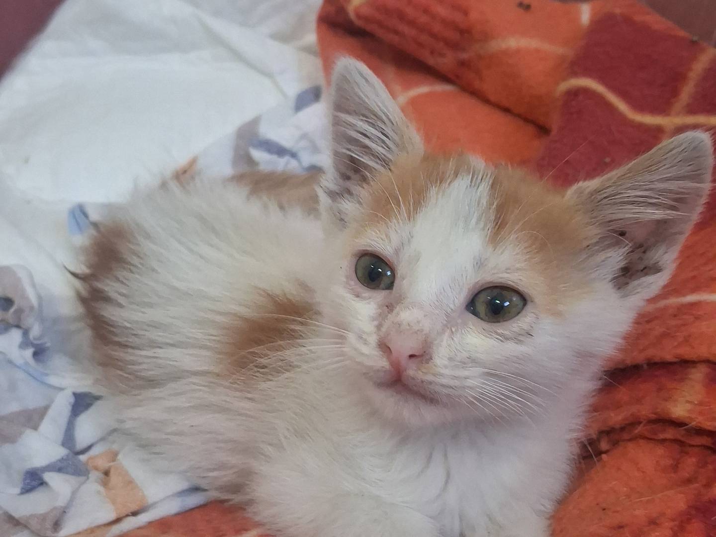 Vuoi adottare un gatto a Catanzaro?