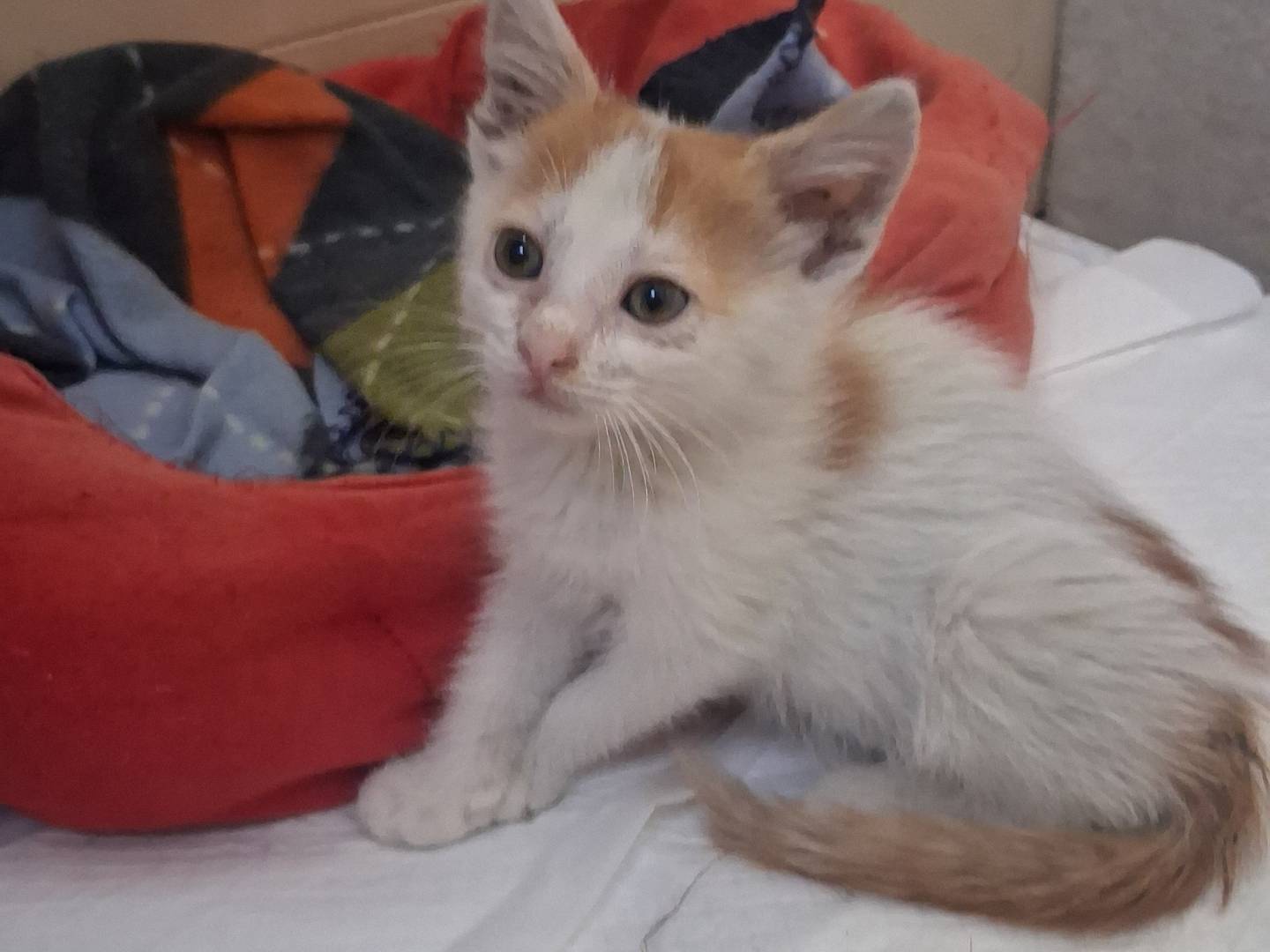 Adozione gatto, maschio, Razza sconosciuta Razza sconosciuta, 2 mesi, taglia non valida, Catanzaro