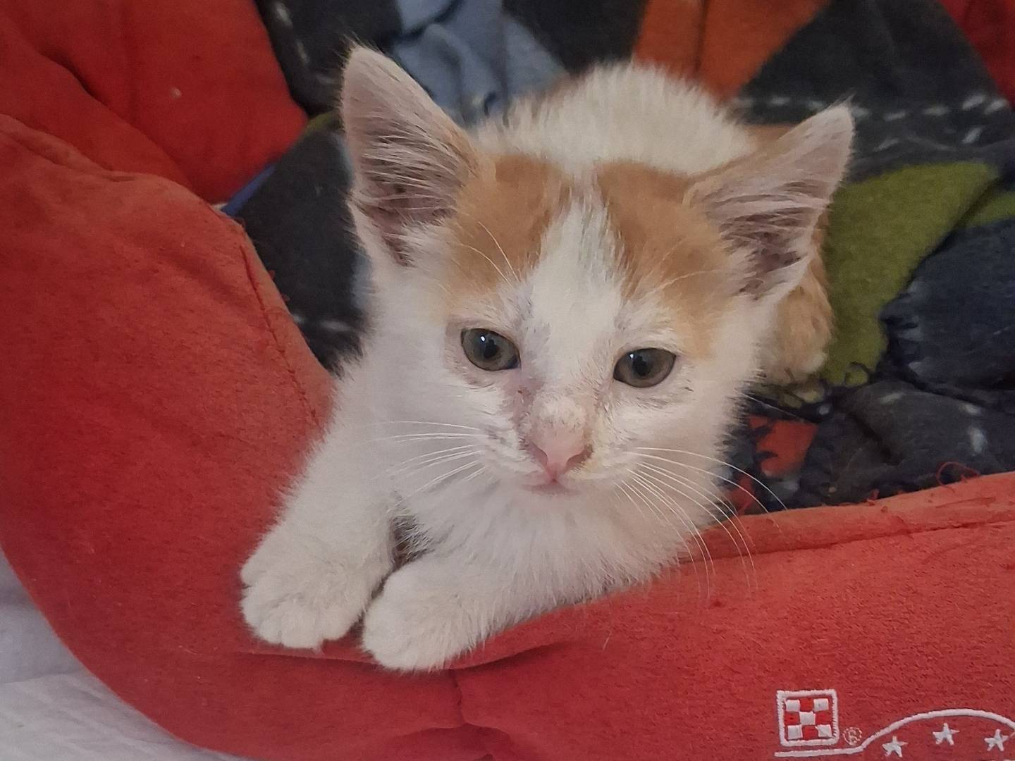 Adotta il gatto Twist a Catanzaro