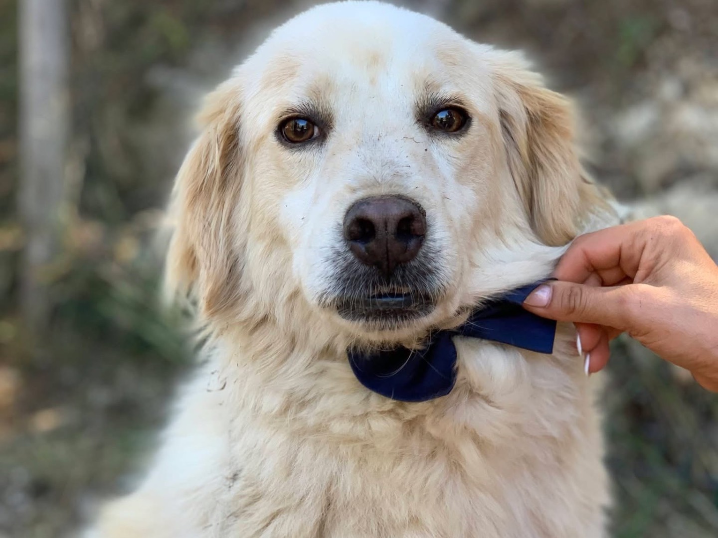 Adozione cane, maschio, Razza sconosciuta Razza sconosciuta, 8 anni e 2 mesi, taglia media contenuta, Latina