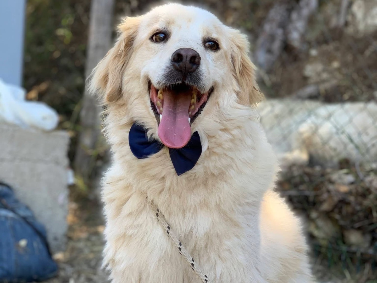 Adotta un cane, maschio, 8 anni e 2 mesi, Latina