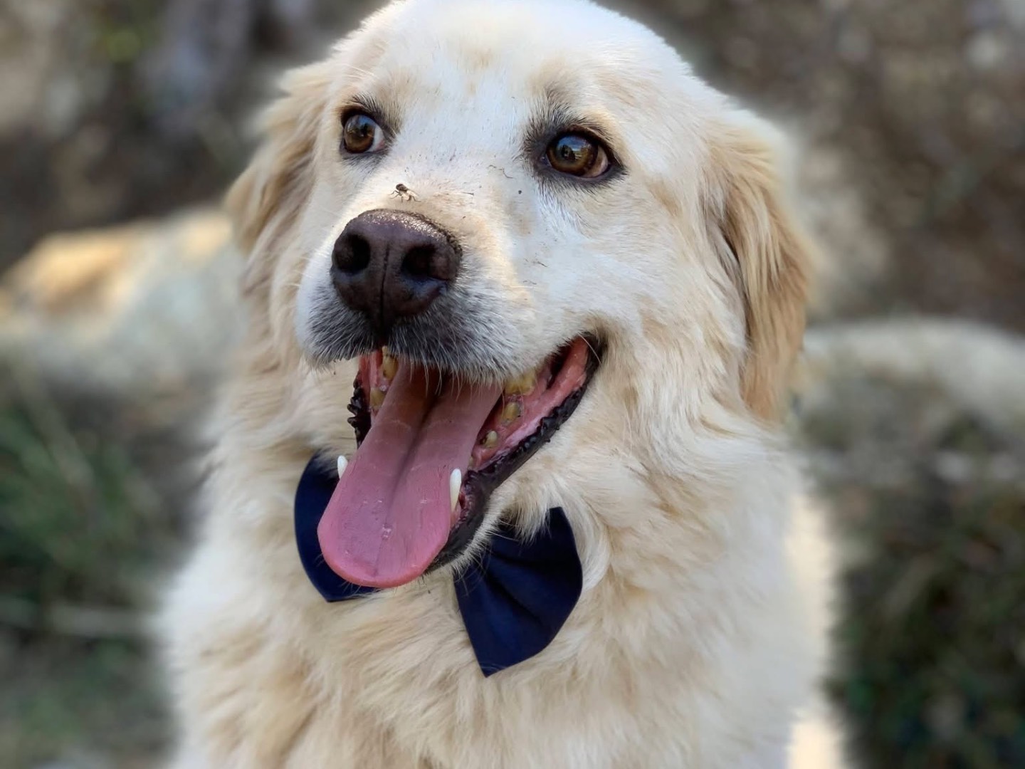 Adotta un cane, taglia media contenuta, maschio, Latina