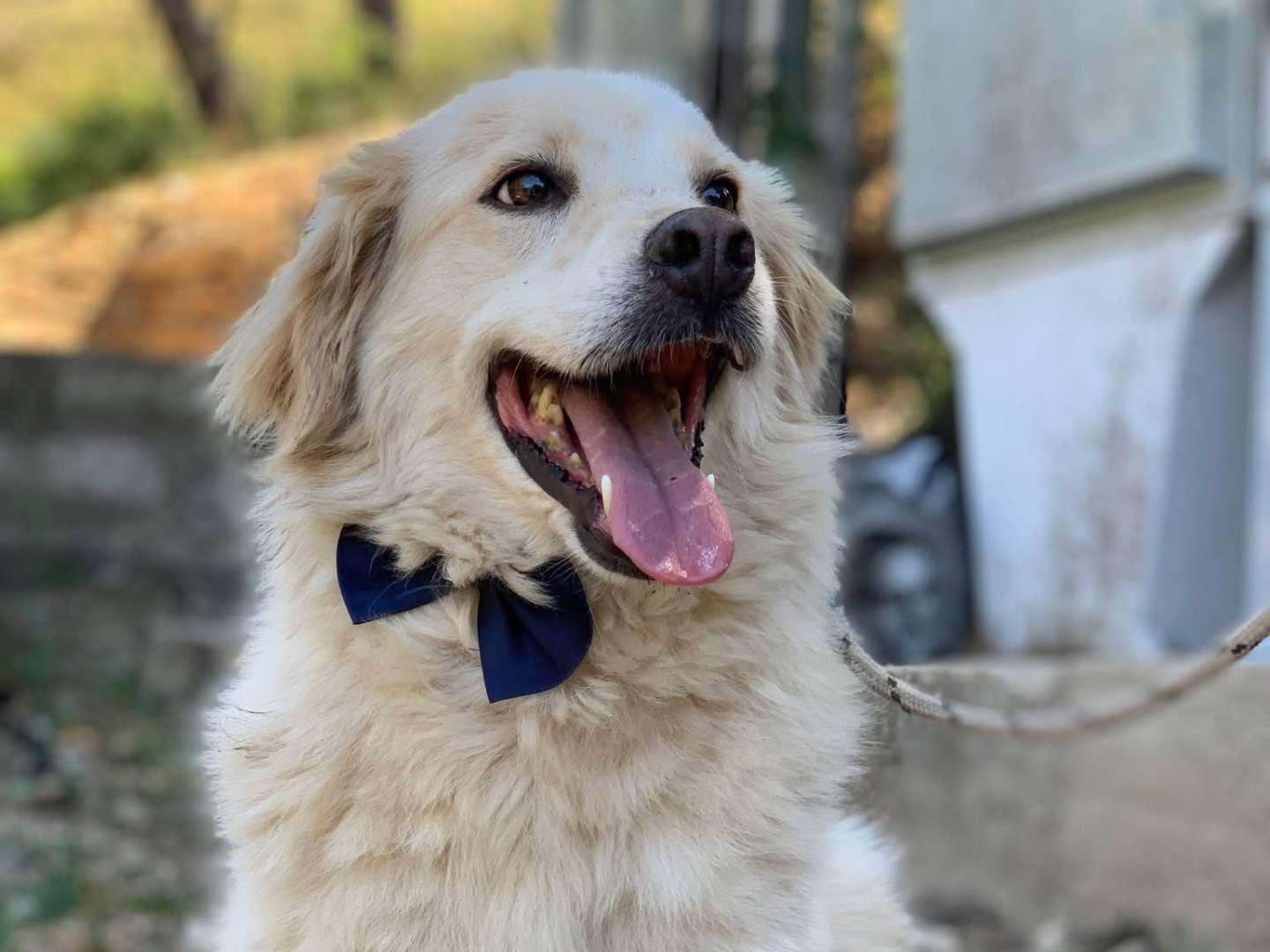 Adotta il cane Carletto a Latina