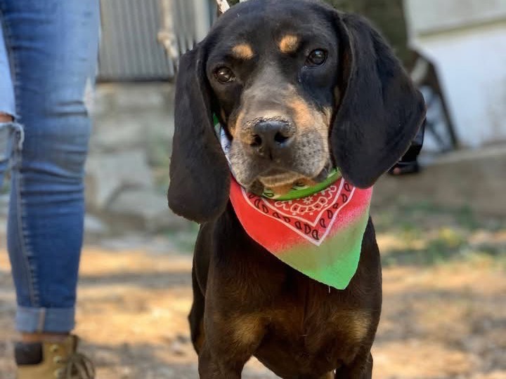 Adozione cane, maschio, Razza sconosciuta Razza sconosciuta, 9 anni e 3 mesi, taglia media contenuta, Latina