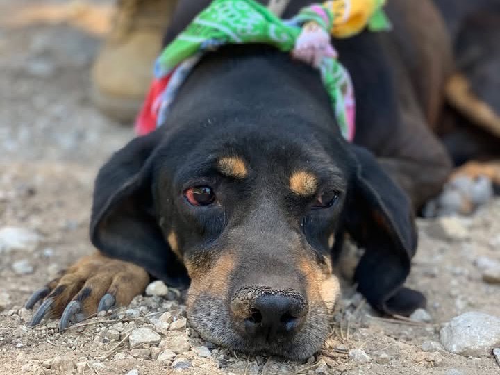 Adotta un cane, maschio, 9 anni e 3 mesi, Latina