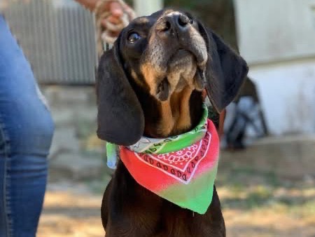 Adotta un cane, taglia media contenuta, maschio, Latina