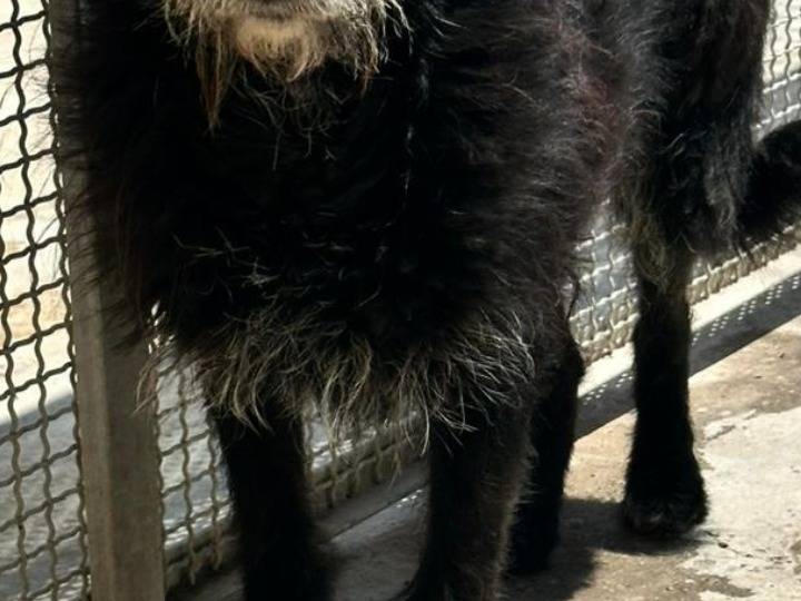 Adozione cane, femmina, Razza sconosciuta Razza sconosciuta, 5 anni, taglia media contenuta, Agrigento