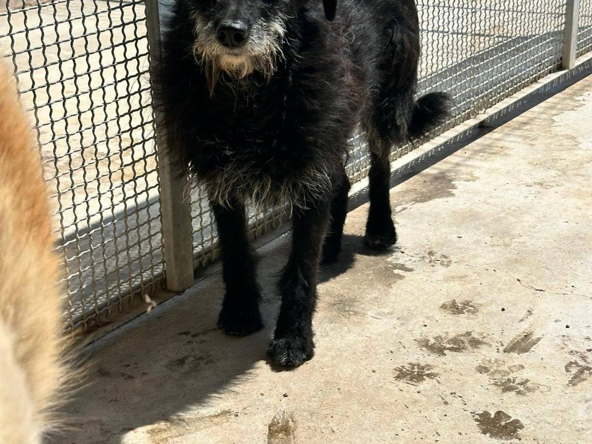 Adotta un cane, femmina, 5 anni, Agrigento