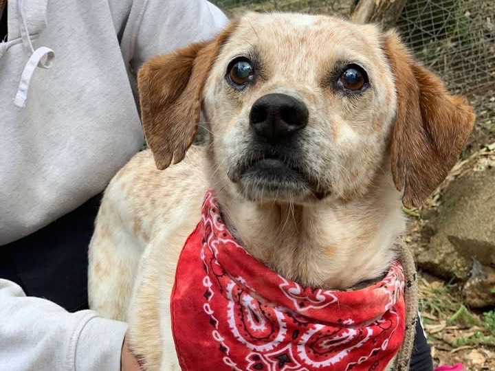 Adozione cane, maschio, Razza sconosciuta Razza sconosciuta, 9 anni e 6 mesi, taglia media contenuta, Latina