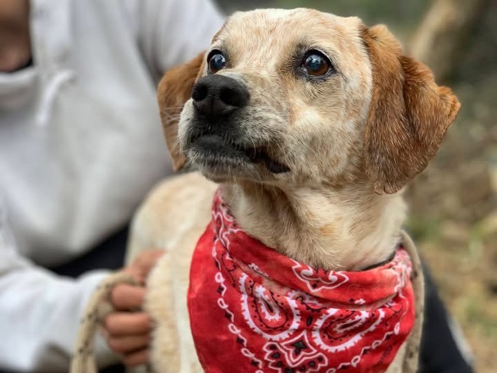 Adotta un cane, maschio, 9 anni e 6 mesi, Latina