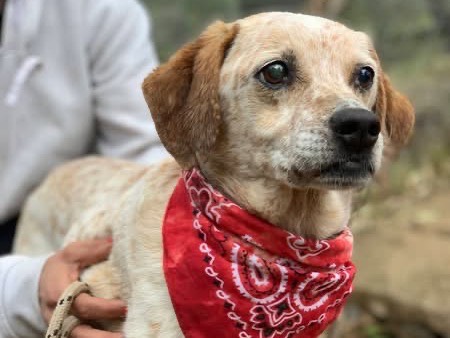 Adotta un cane, taglia media contenuta, maschio, Latina