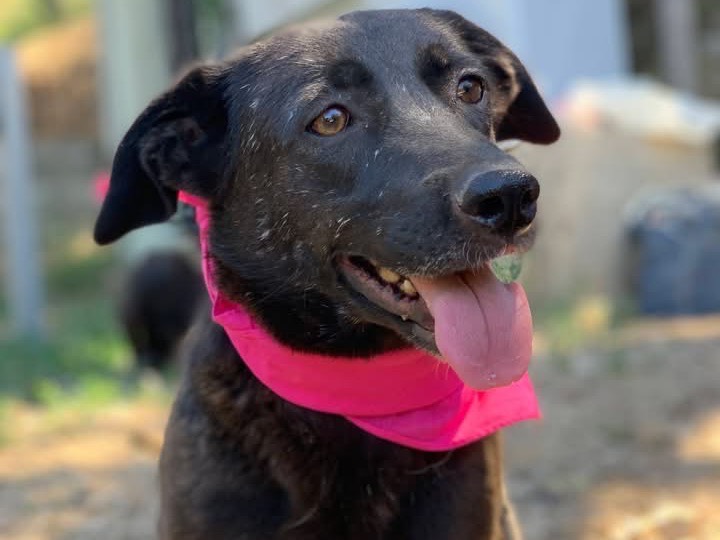 Adozione cane, femmina, Razza sconosciuta Razza sconosciuta, 3 anni e 3 mesi, taglia piccola, Latina