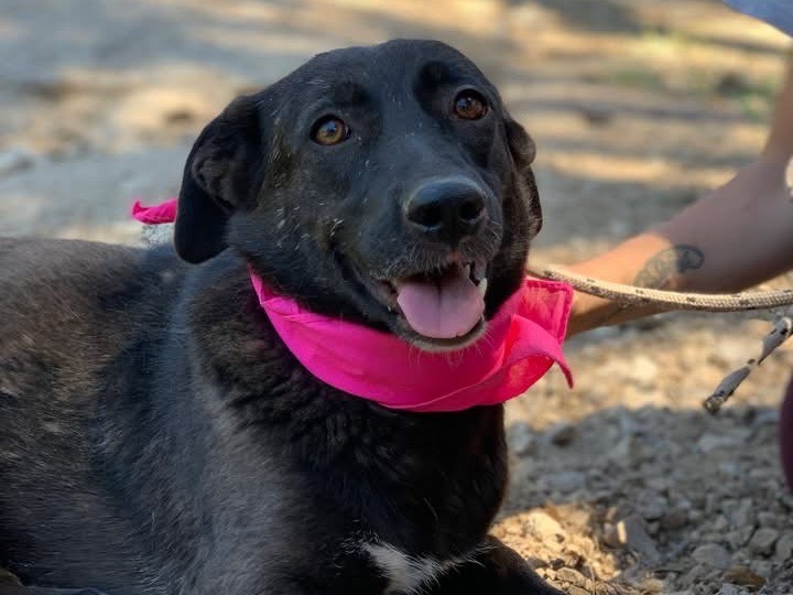 Adotta un cane, femmina, 3 anni e 3 mesi, Latina