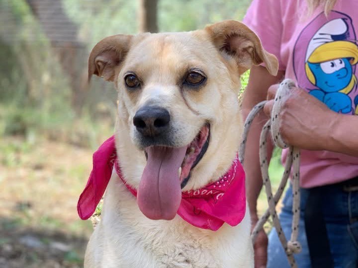 Adotta un cane, femmina, 8 anni e 1 mese, Latina
