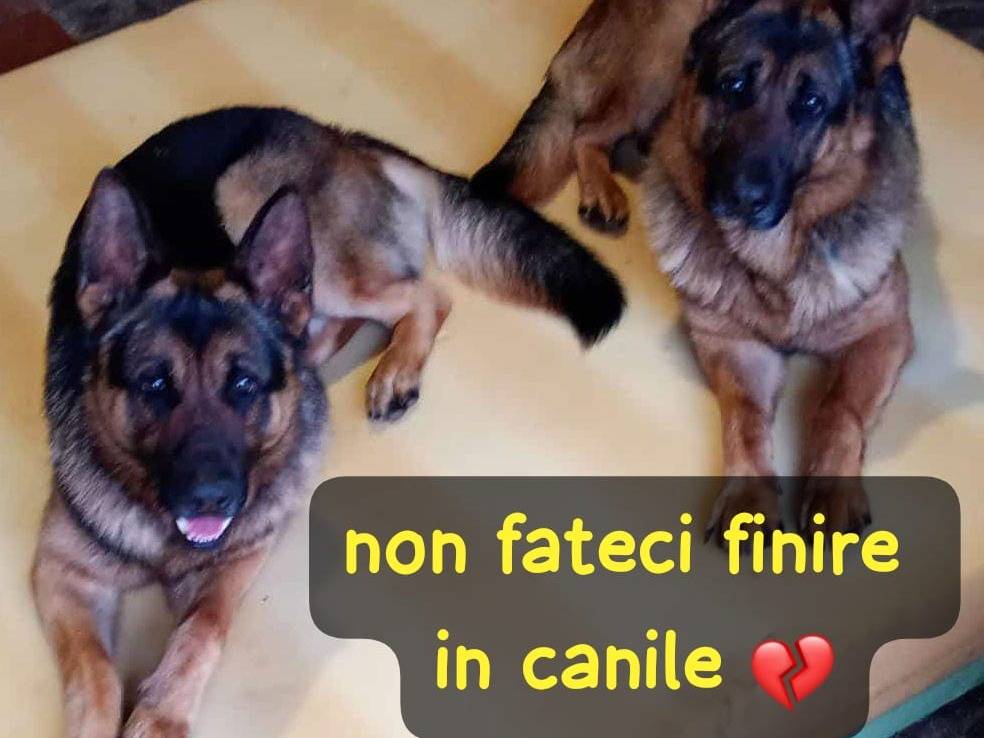 Adozione cane, maschio, Pastore tedesco Razza sconosciuta, 4 anni e 1 mese, taglia grande, Roma