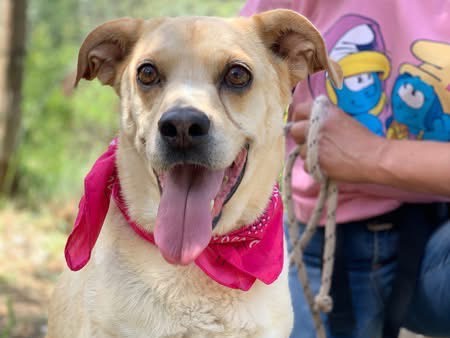 Adotta un cane, taglia media, femmina, Latina