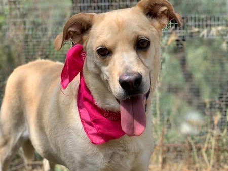Adotta il cane Briciola a Latina