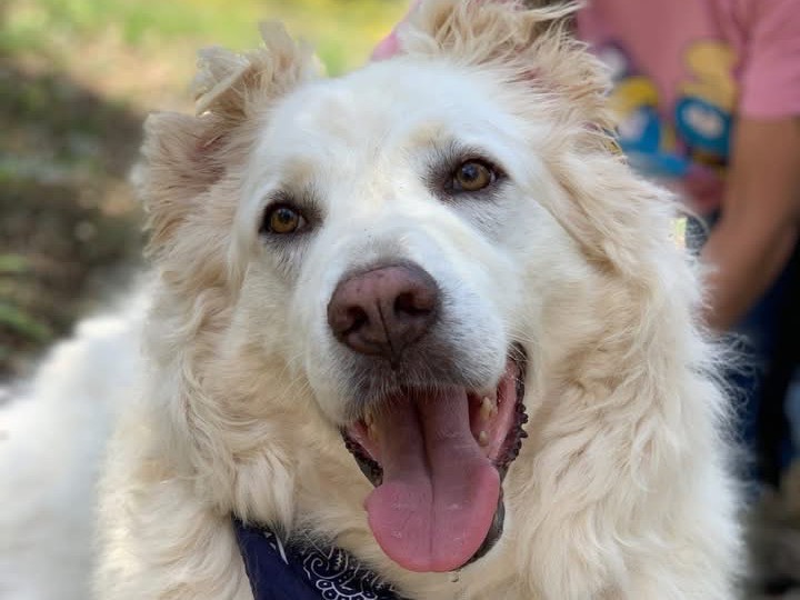 Adozione cane, maschio, Razza sconosciuta Razza sconosciuta, 6 anni e 10 mesi, taglia grande, Latina
