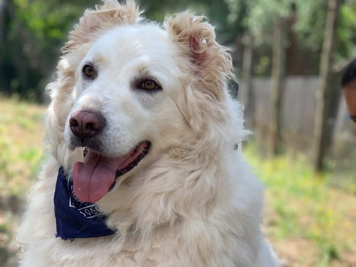 Adotta un cane, maschio, 6 anni e 10 mesi, Latina