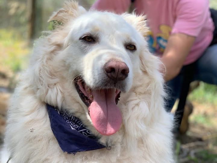 Adotta un cane, taglia grande, maschio, Latina