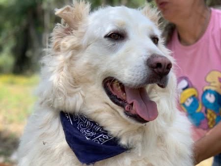 Vuoi adottare un cane a Latina?