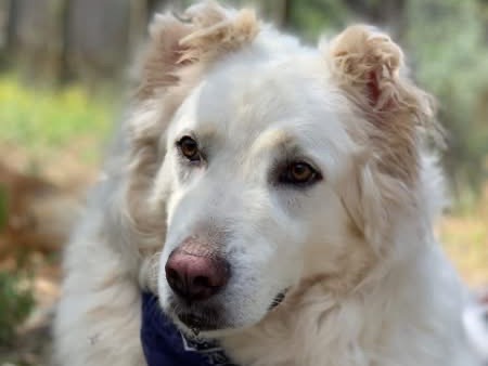 Adotta il cane Gelso a Latina
