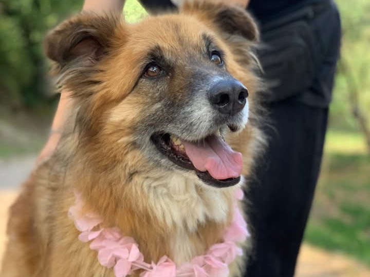 Adozione cane, femmina, Razza sconosciuta Razza sconosciuta, 6 anni e 2 mesi, taglia grande, Latina